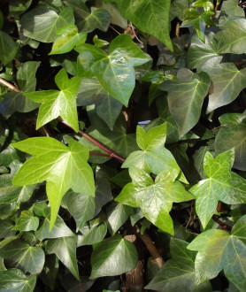 Hedera hibernica 150/175 C2