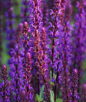 Salvia nemorosa Caradonna P9