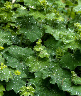 Alchemilla mollis P9