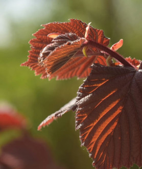 Fagus sylvatica Atropunicea 80/100 BW