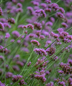 Verbena bonariensis P9