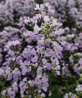 Nepeta faassenii Walker's Low P9