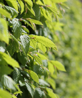 Carpinus betulus 60/80 BW (seizoen)