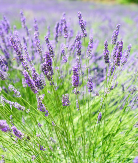 Lavandula angustifolia Hidcote P9