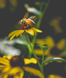 Rudbeckia fulgida Goldsturm P9