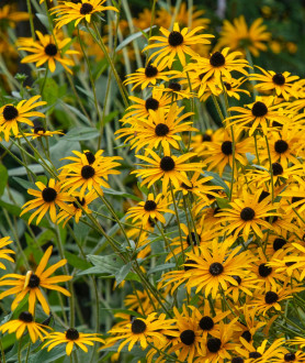 Rudbeckia fulgida Goldsturm P9