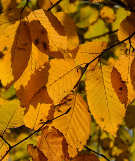 Carpinus betulus 125/150 BW (seizoen)