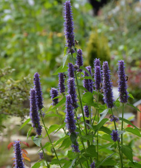 Agastache Black Adder P9