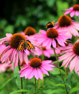 Echinacea purpurea Magnus P9