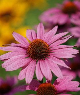 Echinacea purpurea Magnus P9