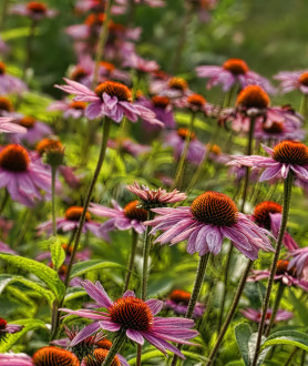 Echinacea purpurea Magnus P9