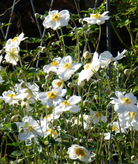 Anemone hybrida Honorine Jobert P9