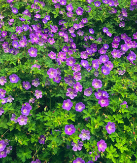 Geranium Rozanne P9