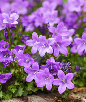 Campanula portenschlagiana P9