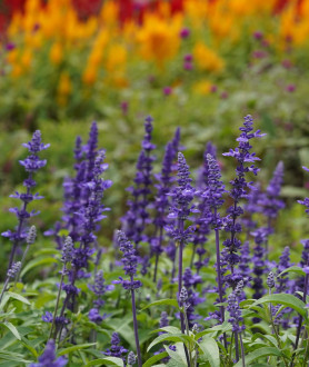 Salvia nemorosa Ostfriesland P9