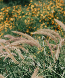 Pennisetum alopecuroides Hameln P9