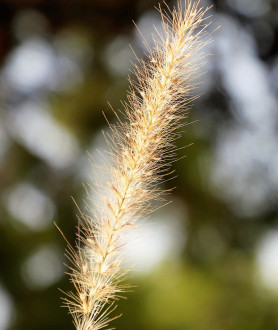 Pennisetum alopecuroides Hameln P9