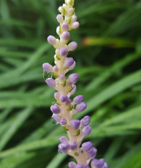 Liriope muscari Moneymaker P9