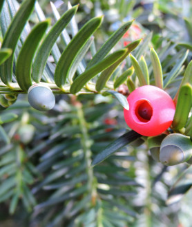 Taxus baccata 40/60 BW (seizoen)