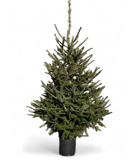 Abies Fraseri 100-125cm pot