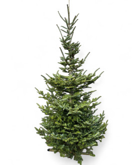 Abies Fraseri 175-200cm gezaagd