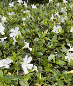 Vinca minor Miss Gertrude Jekyll P9