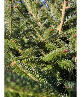 Abies Fraseri 175-200cm gezaagd