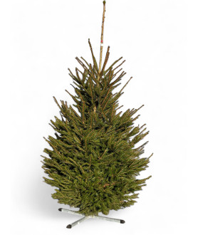 Picea Abies 175-200cm gezaagd