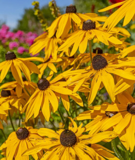 Rudbeckia fulgida Goldsturm P9