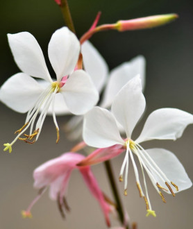 Gaura lindheimeri Whirling Butterflies P9