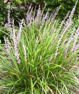 Liriope muscari Moneymaker P9